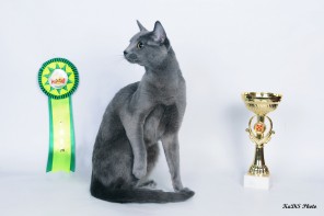 Наш кот - Чемпион Мира!